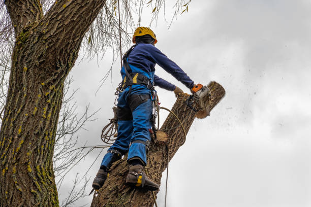 Best Tree Health Inspection  in Hobe Sound, FL